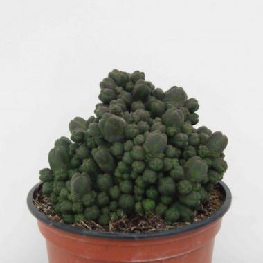 Crassula pyramidalis